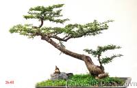 Kỹ thuật tạo hình bonsai