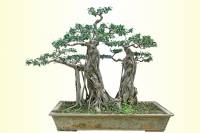 Nghệ thuật bonsai và những Quy tắc căn bản